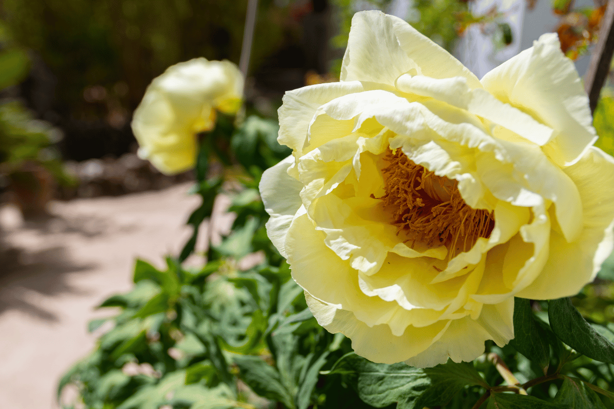 Itoh peony.png